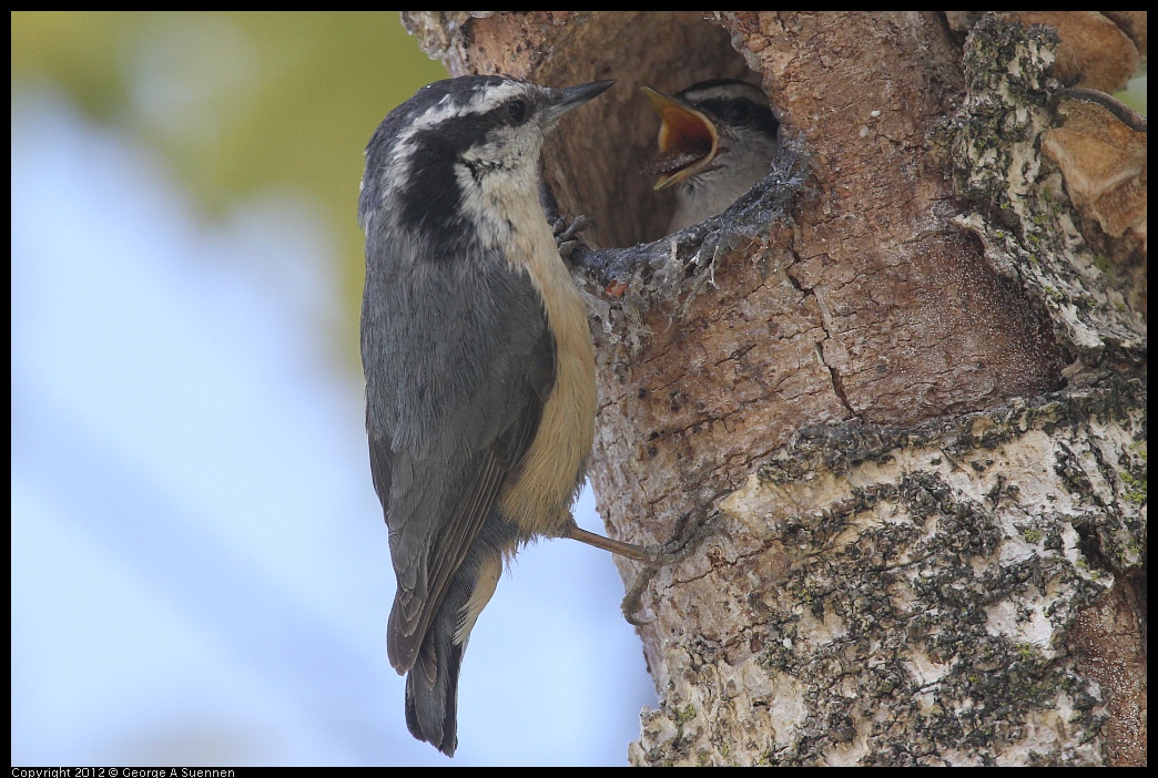 0516-132051-01.jpg - Red-breasted Nuthatch