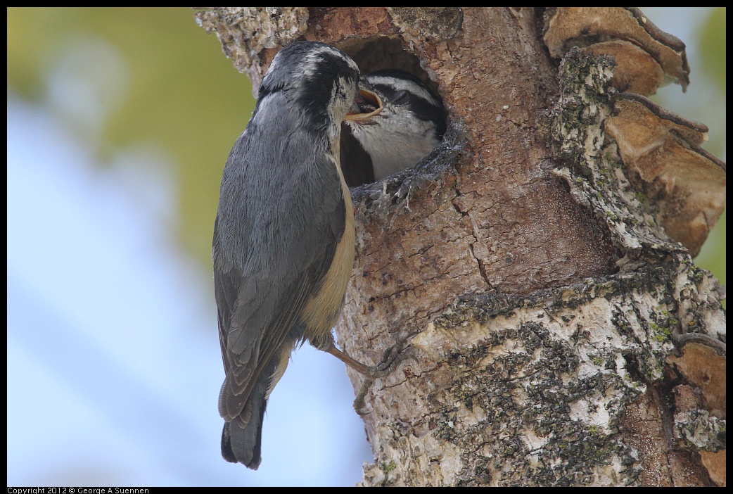 0516-132052-03.jpg - Red-breasted Nuthatch