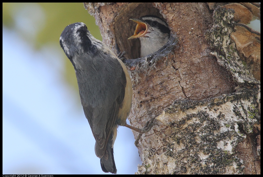 0516-132052-04.jpg - Red-breasted Nuthatch