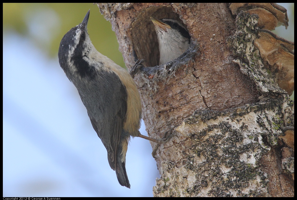 0516-132053-01.jpg - Red-breasted Nuthatch