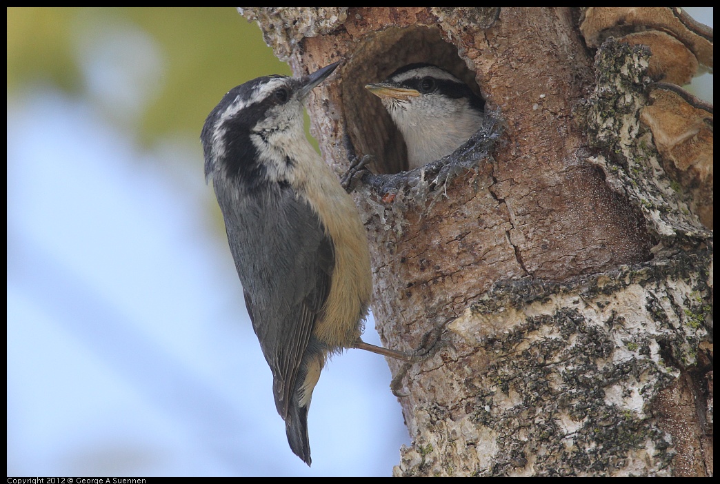 0516-132054-01.jpg - Red-breasted Nuthatch