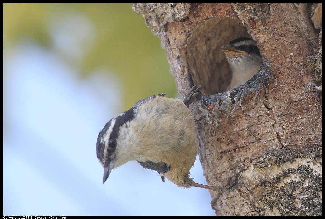 0516-132056-02.jpg - Red-breasted Nuthatch