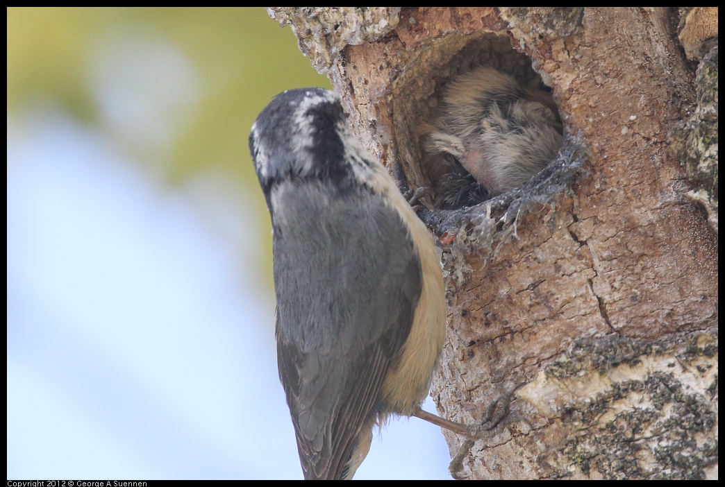 0516-132059-02.jpg - Red-breasted Nuthatch