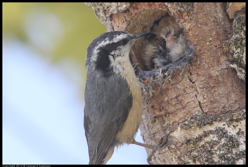 0516-132100-01.jpg - Red-breasted Nuthatch