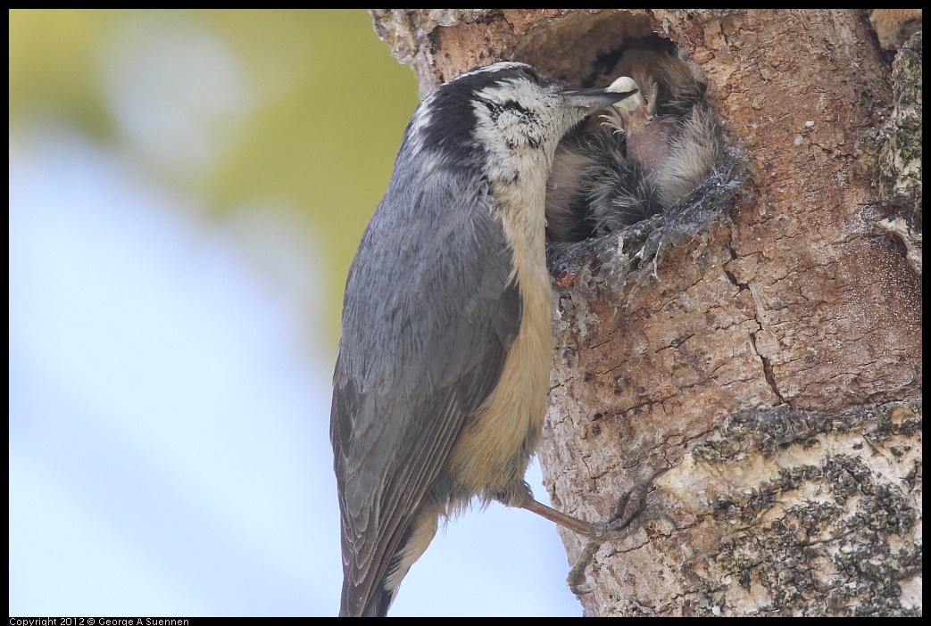 0516-132100-02.jpg - Red-breasted Nuthatch