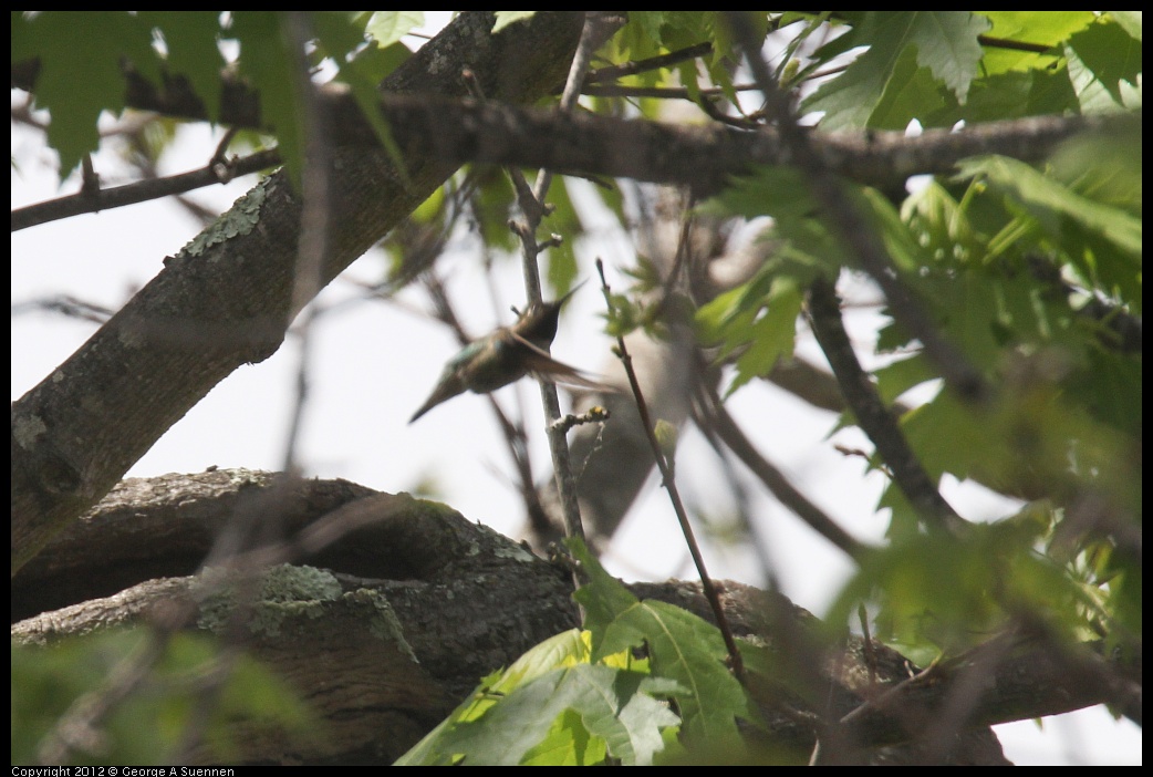 0516-132956-01.jpg - Anna's Hummingbird (Id purposes only)