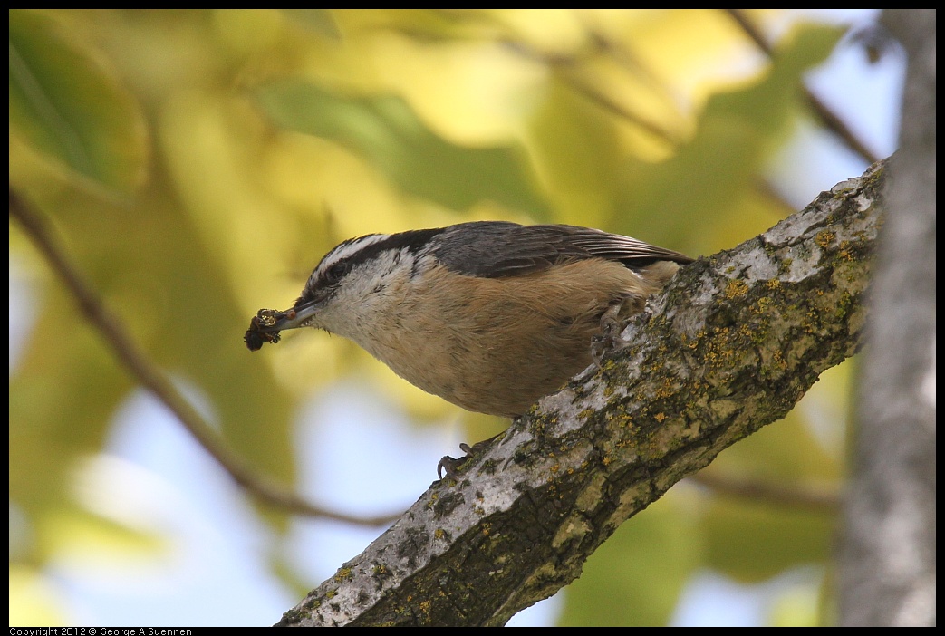 0516-133255-01.jpg - Red-breasted Nuthatch