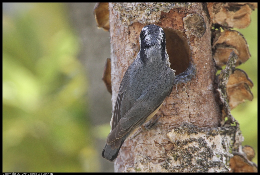 0516-133259-03.jpg - Red-breasted Nuthatch