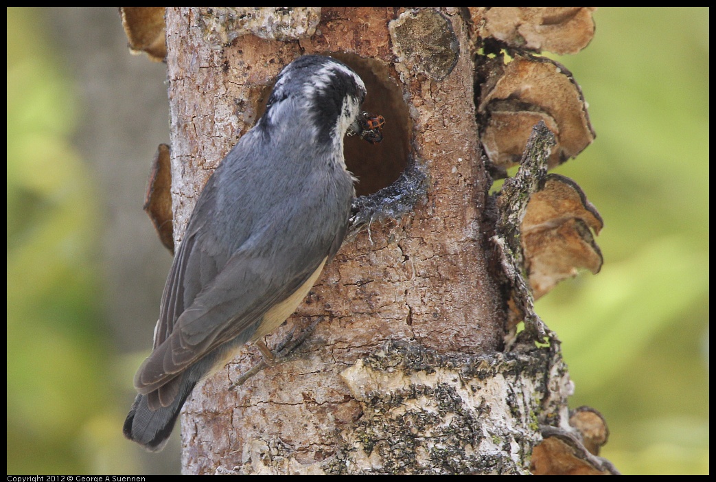 0516-133259-04.jpg - Red-breasted Nuthatch