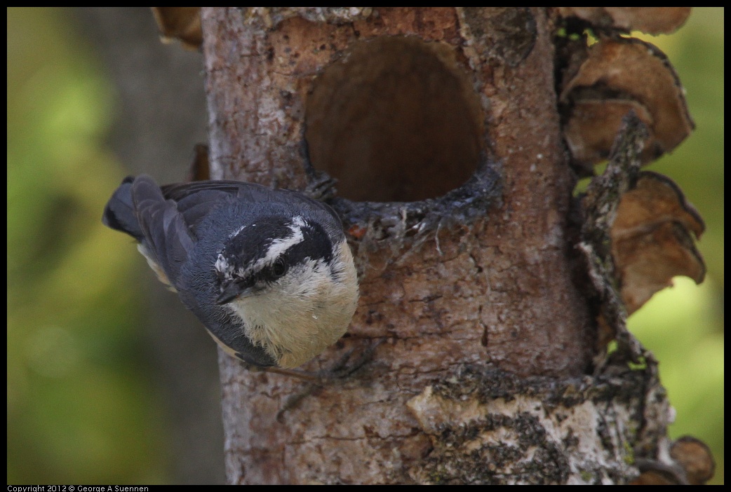 0516-133302-01.jpg - Red-breasted Nuthatch