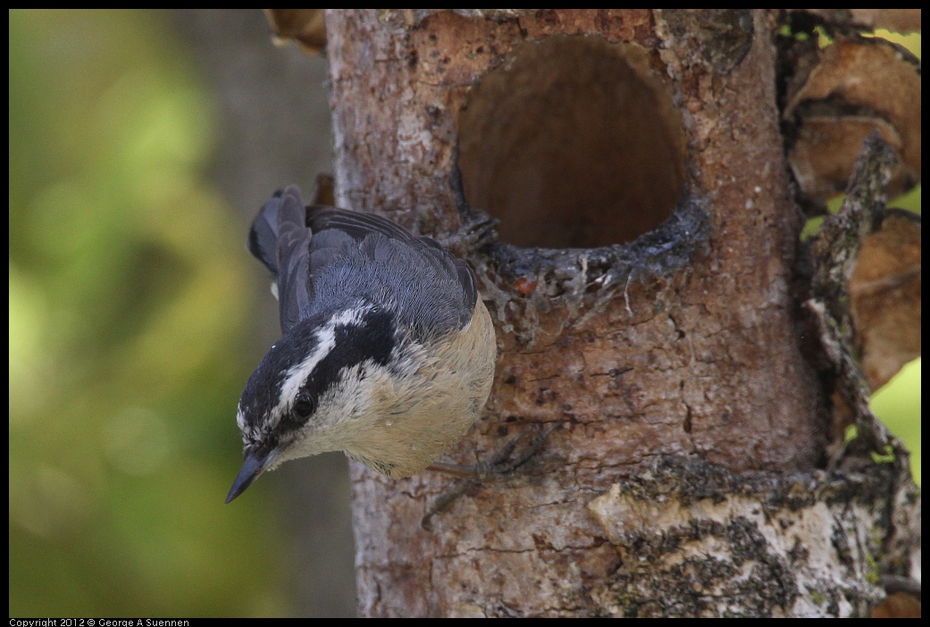 0516-133302-03.jpg - Red-breasted Nuthatch