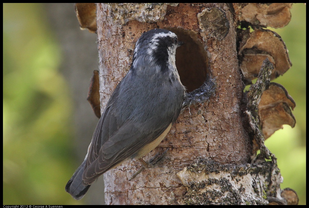 0516-133304-01.jpg - Red-breasted Nuthatch