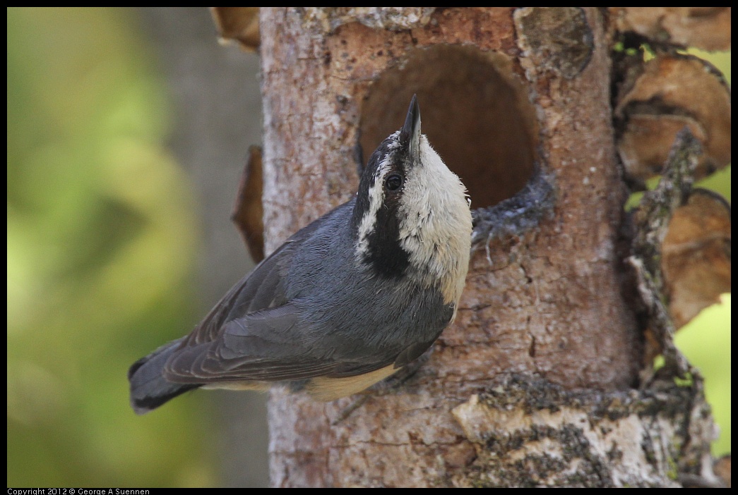 0516-133309-02.jpg - Red-breasted Nuthatch