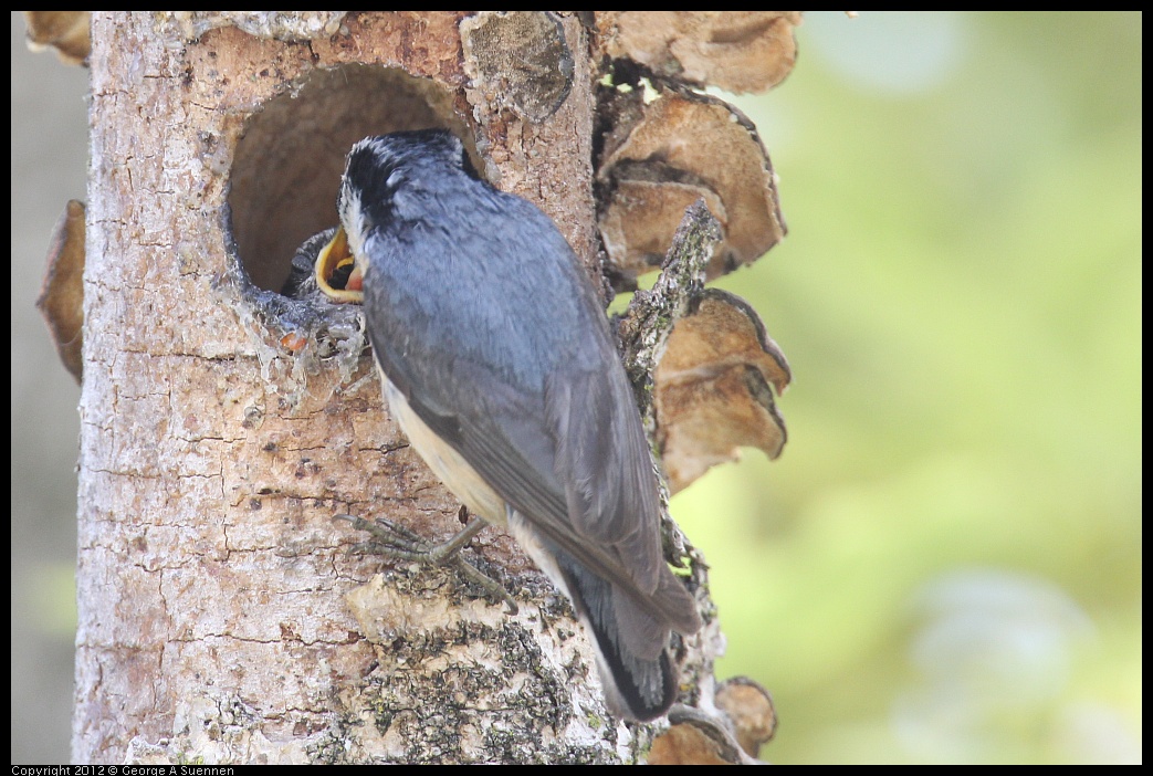 0516-133315-04.jpg - Red-breasted Nuthatch