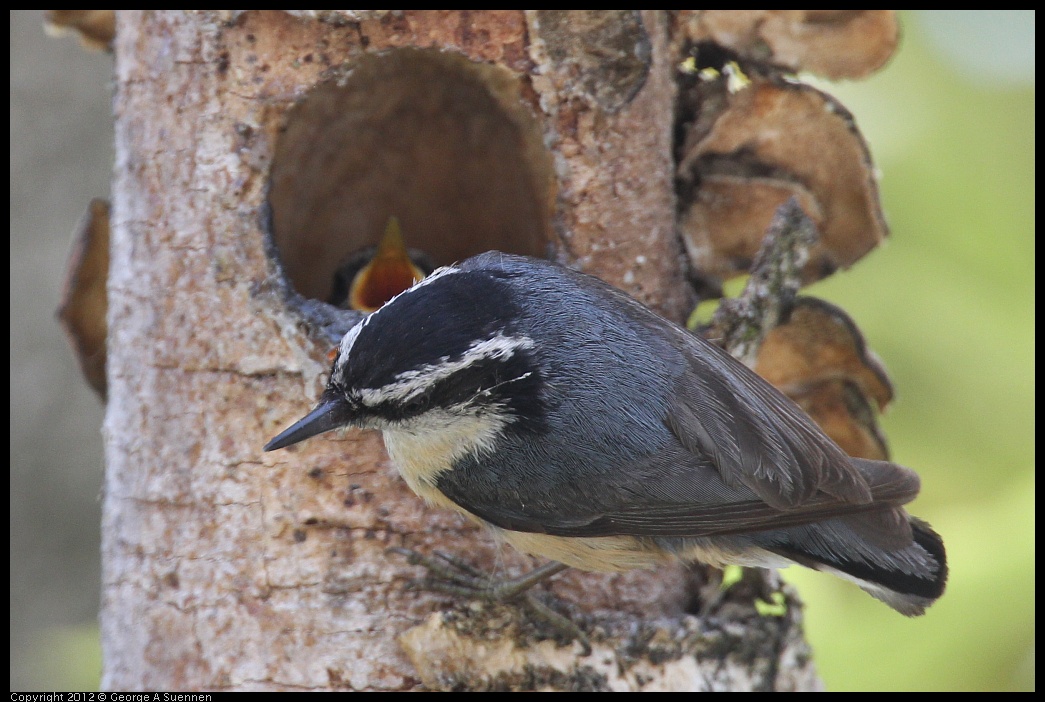 0516-133316-05.jpg - Red-breasted Nuthatch