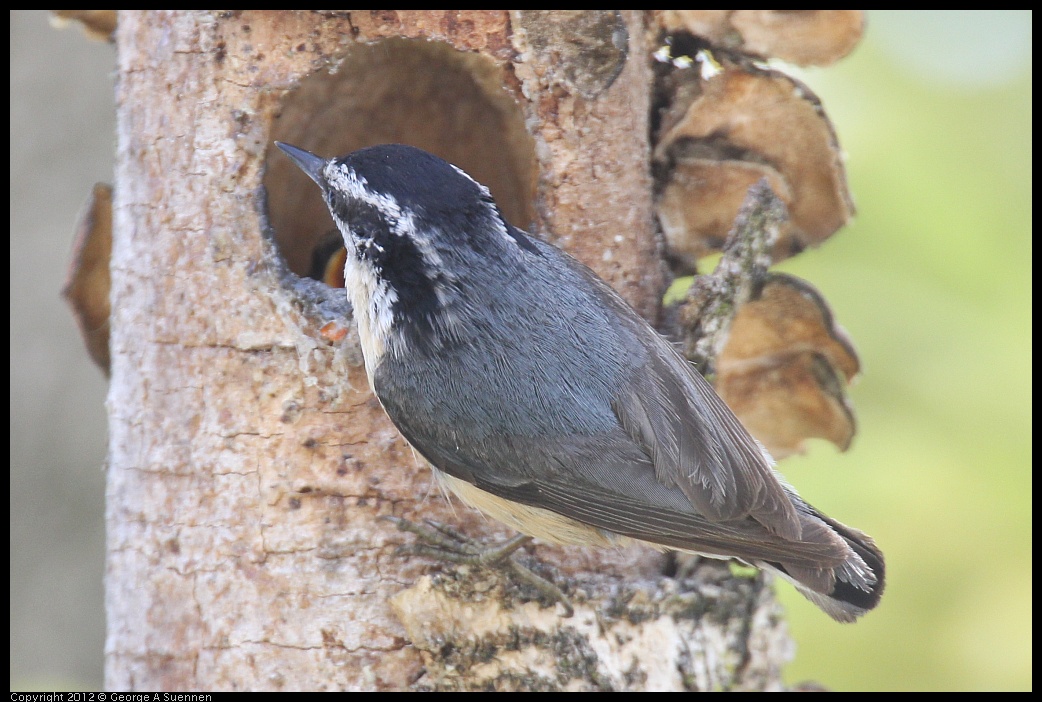 0516-133317-04.jpg - Red-breasted Nuthatch