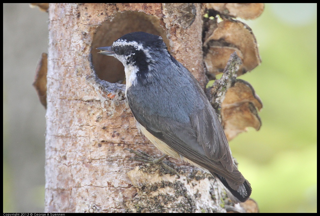 0516-133320-01.jpg - Red-breasted Nuthatch