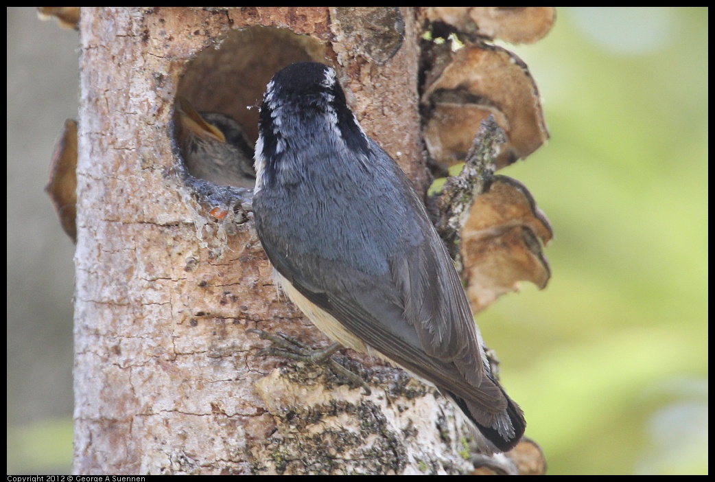 0516-133320-04.jpg - Red-breasted Nuthatch