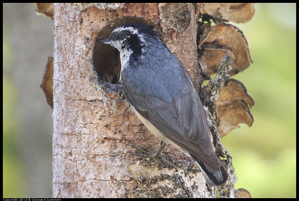 0516-133323-01.jpg - Red-breasted Nuthatch