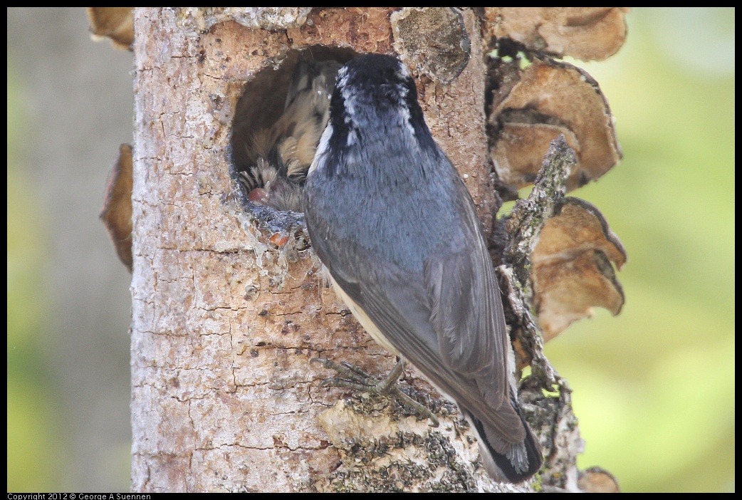 0516-133323-02.jpg - Red-breasted Nuthatch