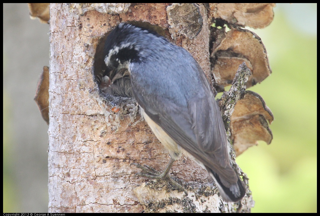 0516-133324-05.jpg - Red-breasted Nuthatch