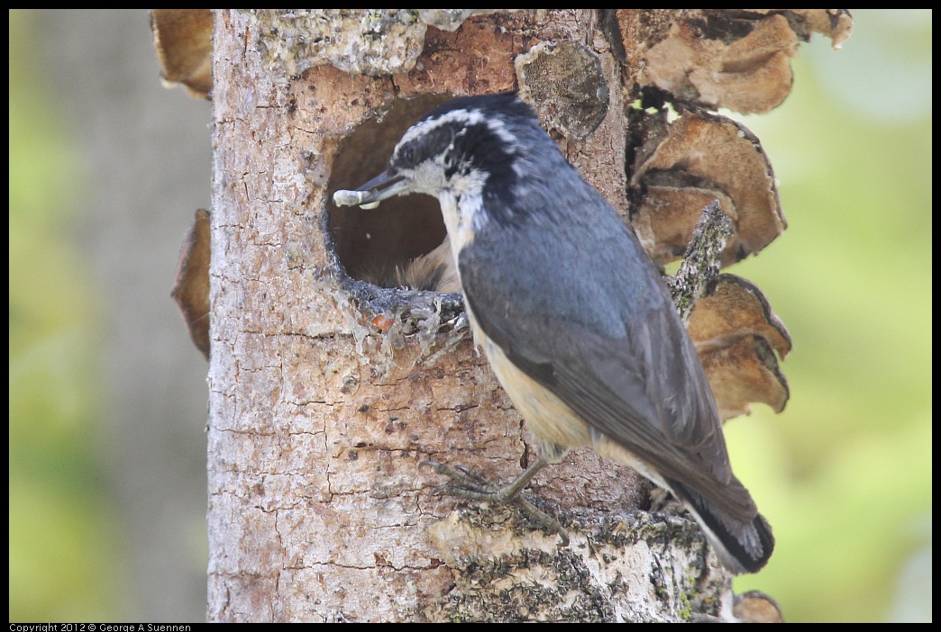 0516-133325-02.jpg - Red-breasted Nuthatch