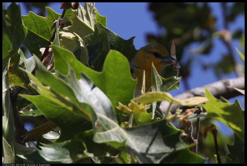 0528-144037-01.jpg - Bullock's Oriole Female