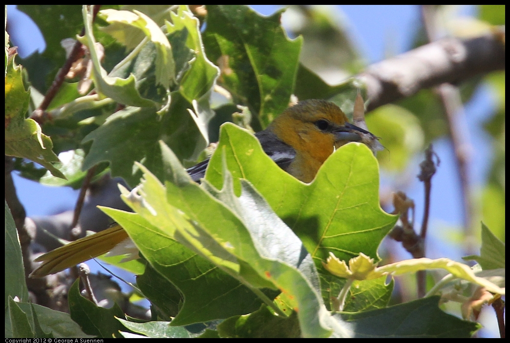 0528-144042-01.jpg - Bullock's Oriole Female