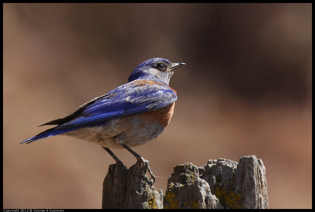 0528-144830-03.jpg - Westrern Bluebird