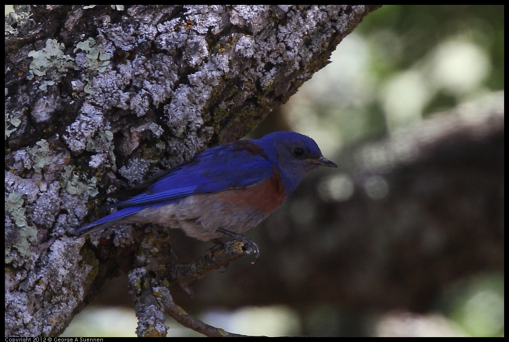 0528-144900-03.jpg - Westrern Bluebird