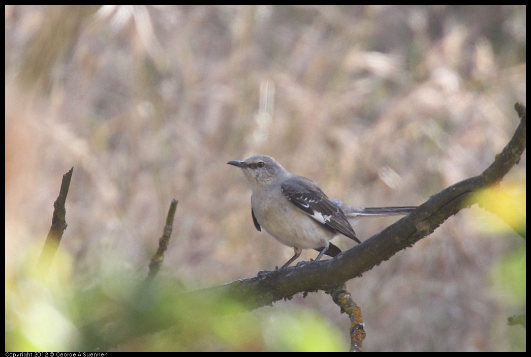 0528-145341-01.jpg - Northern Mockingbird