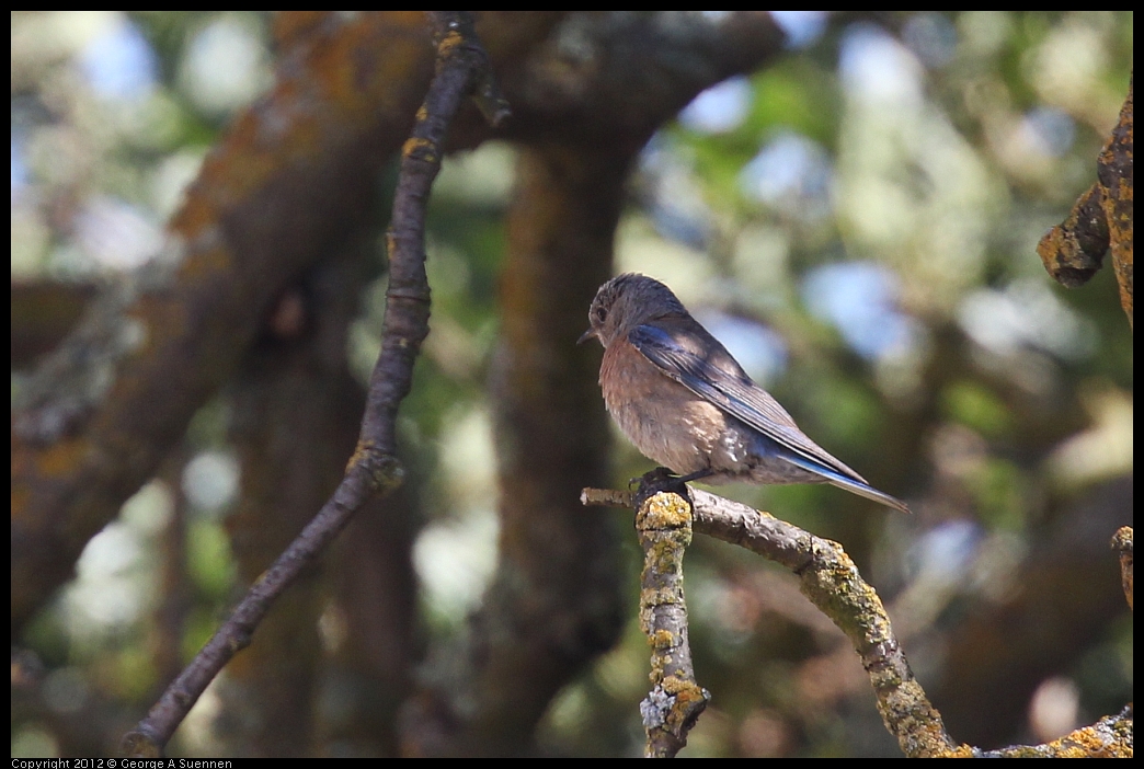 0528-145744-01.jpg - Westrern Bluebird