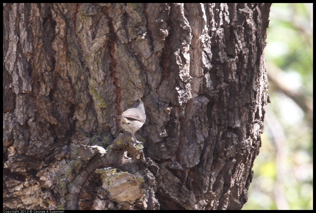 0528-145816-02.jpg - Oak Titmouse (Id purposes only)