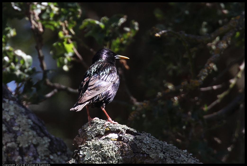 0528-145821-01.jpg - European Starling