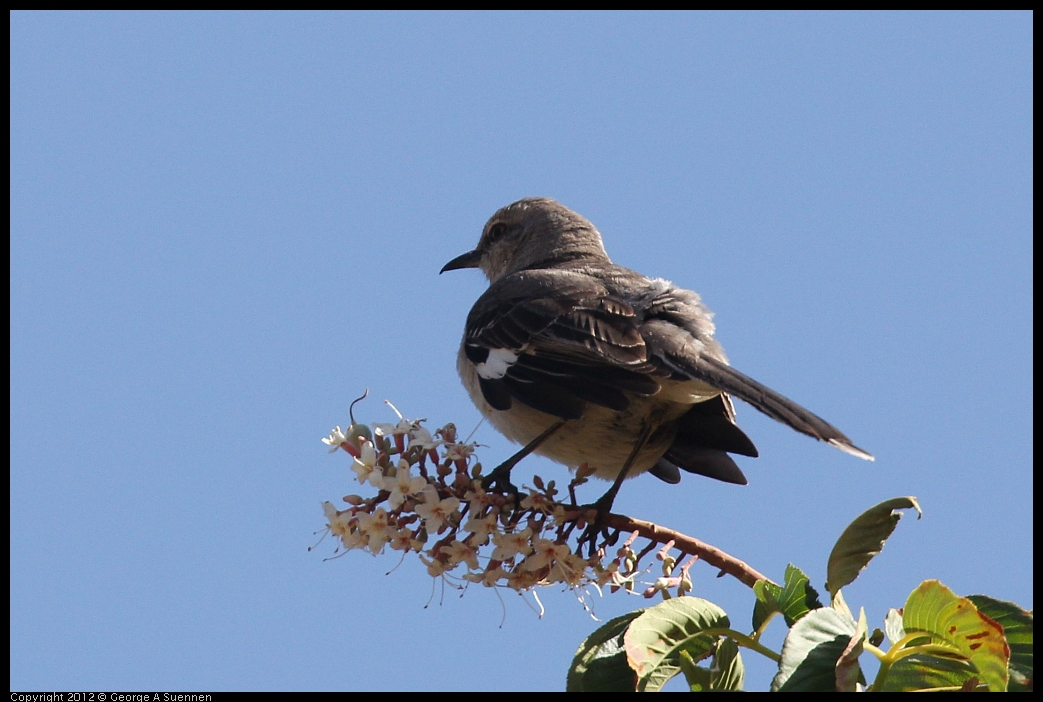 0528-150418-01.jpg - Northern Mockingbird