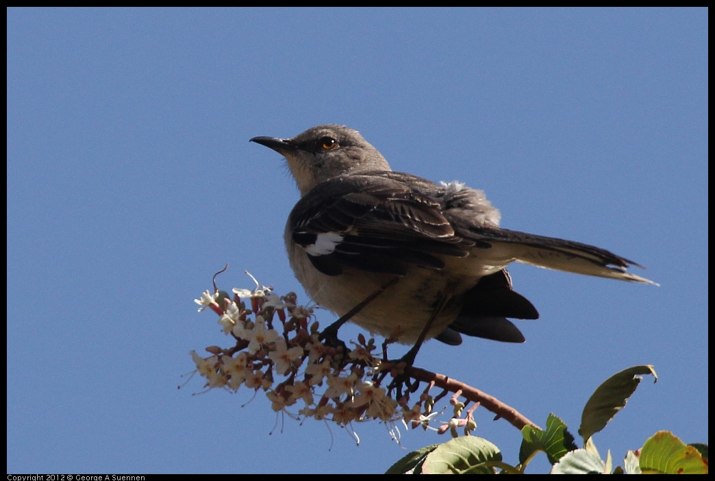 0528-150419-01.jpg - Northern Mockingbird