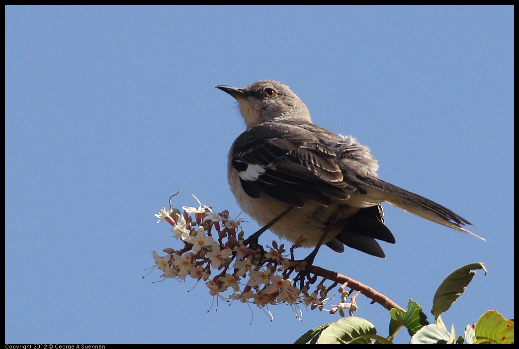 0528-150419-04.jpg - Northern Mockingbird