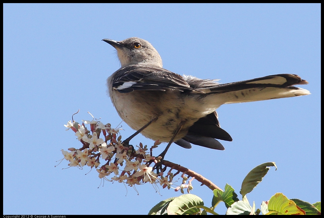 0528-150421-01.jpg - Northern Mockingbird