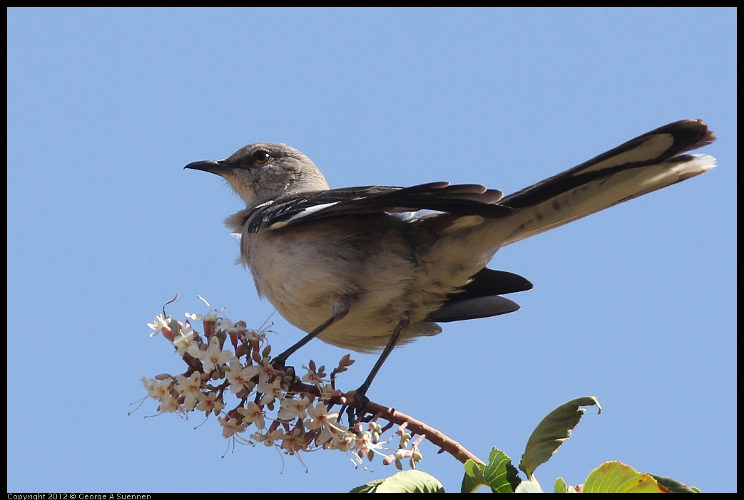 0528-150425-01.jpg - Northern Mockingbird