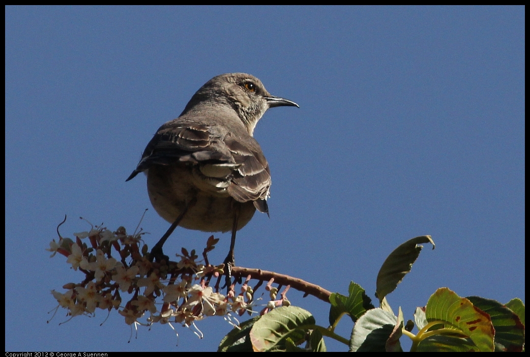 0528-150438-01.jpg - Northern Mockingbird