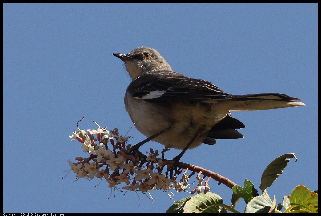 0528-150453-02.jpg - Northern Mockingbird