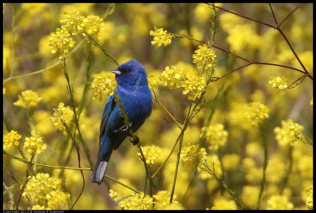 0528-151259-01.jpg - Indigo Bunting