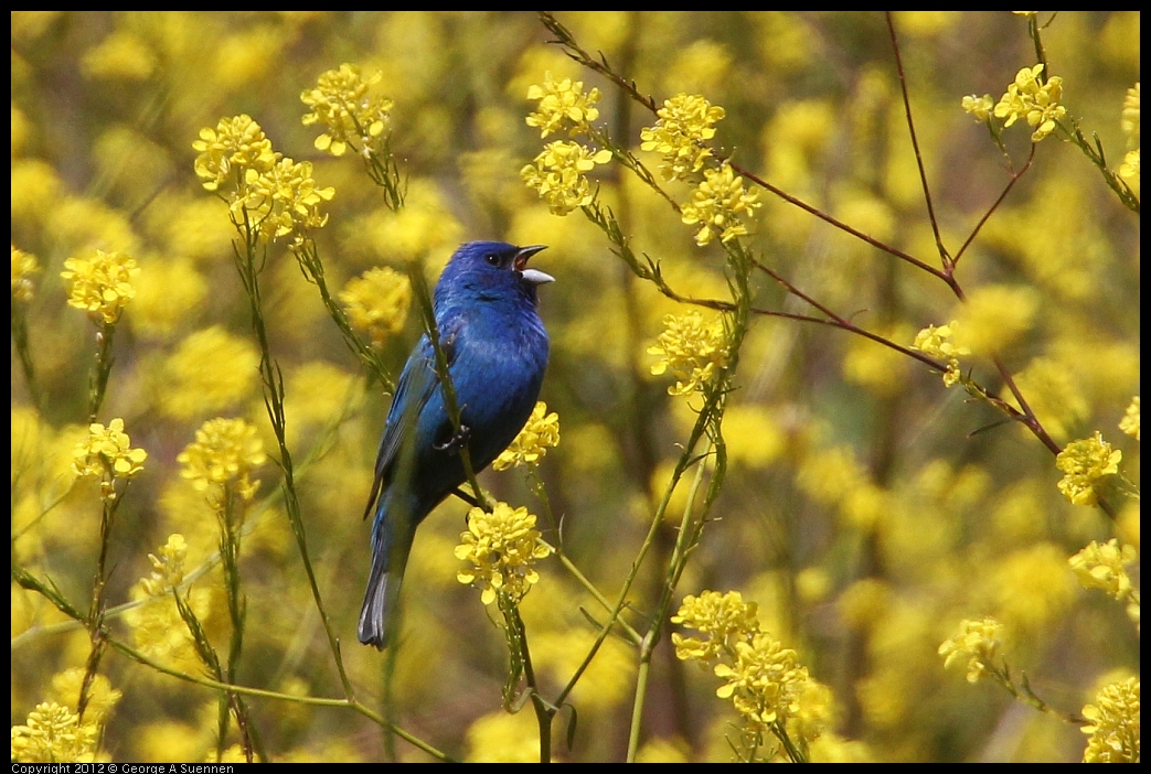 0528-151307-05.jpg - Indigo Bunting