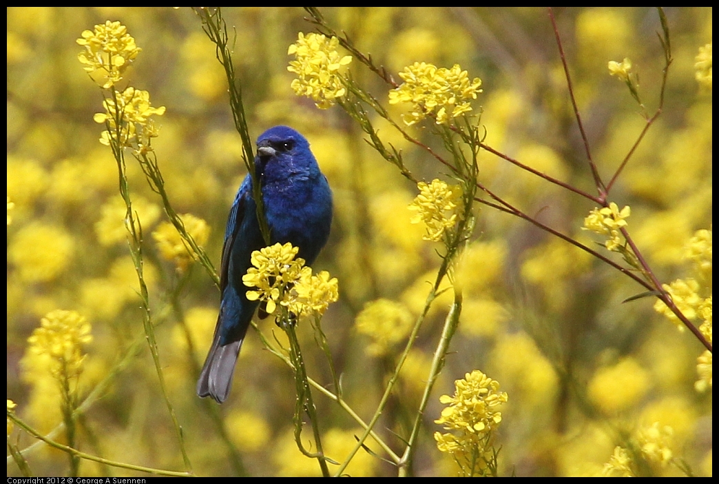 0528-151311-01.jpg - Indigo Bunting