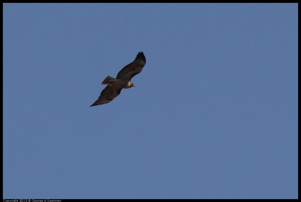 0528-151655-01.jpg - Red-tailed Hawk