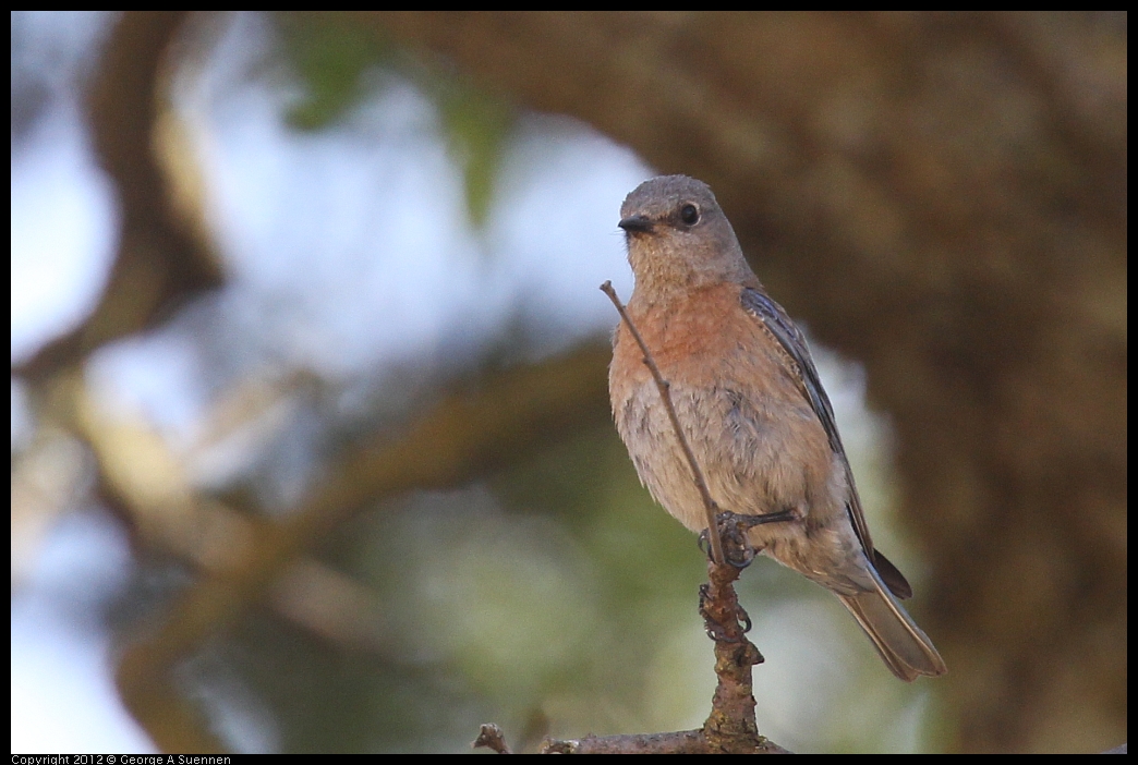 0528-151950-02.jpg - Westrern Bluebird