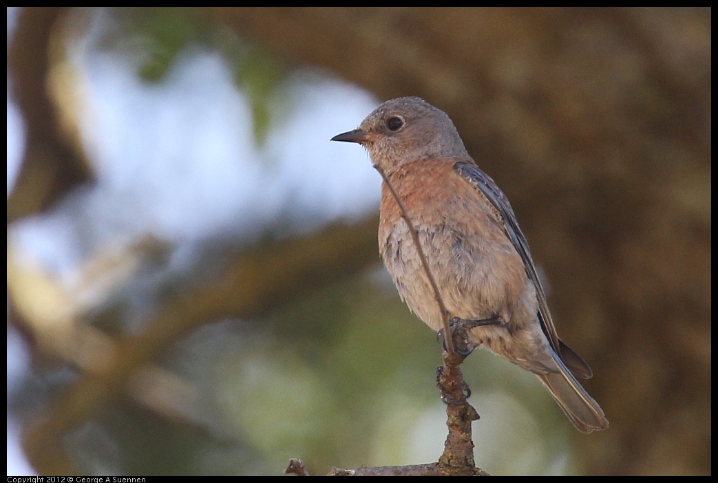 0528-151951-05.jpg - Westrern Bluebird