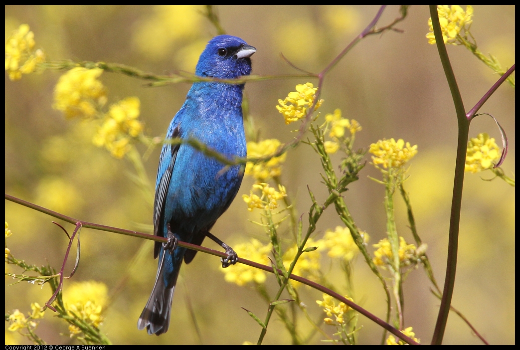 0528-152024-03.jpg - Indigo Bunting