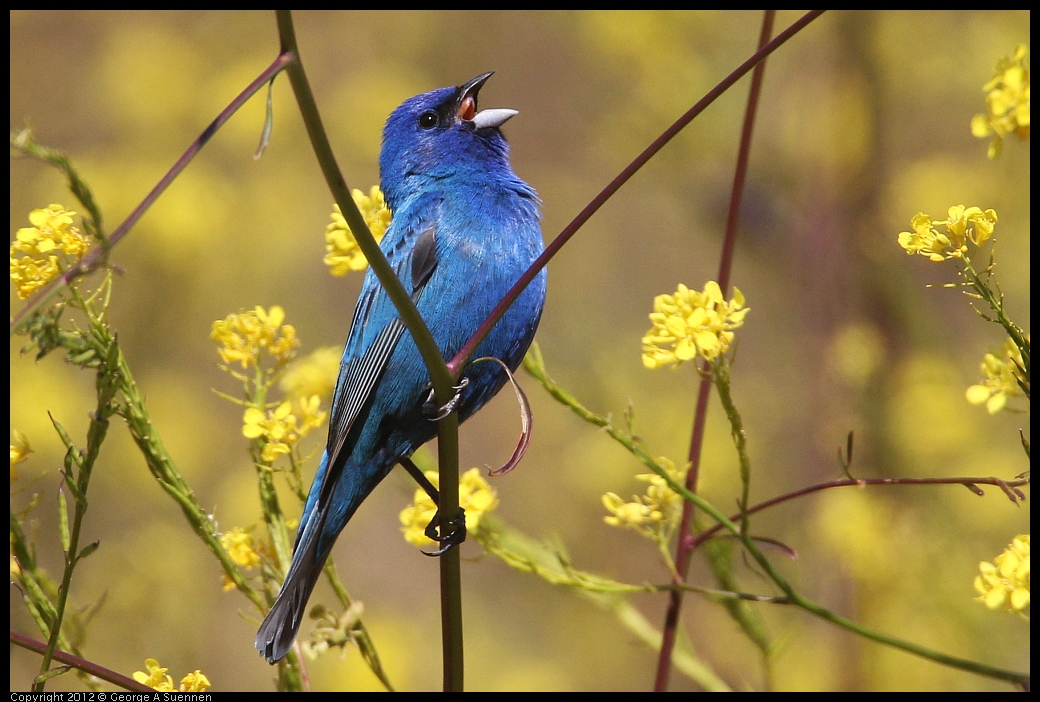 0528-152036-01.jpg - Indigo Bunting