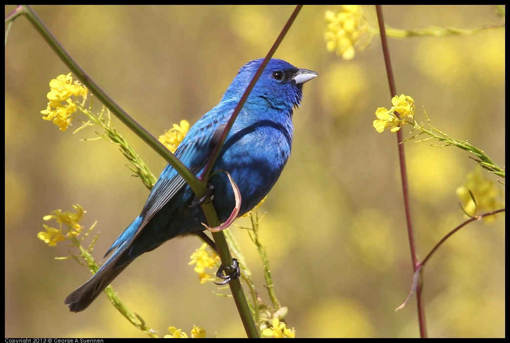 0528-152038-01.jpg - Indigo Bunting